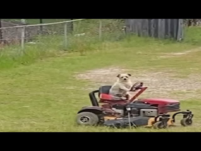 Dog Drives Lawnmower