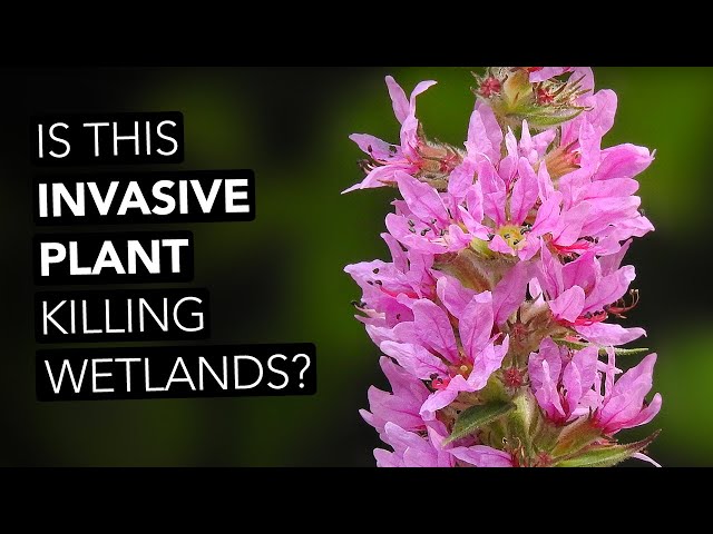 Is This Invasive Plant Killing Wetlands?