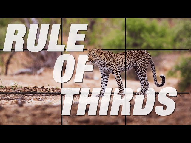 How To Use The RULE OF THIRDS IN Wildlife Photography | INSTANTLY Improve Your Wildlife Photos