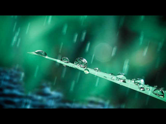 Spring Rain Sounds for Sleep, Studying, Focus | Nature White Noise 10 Hours
