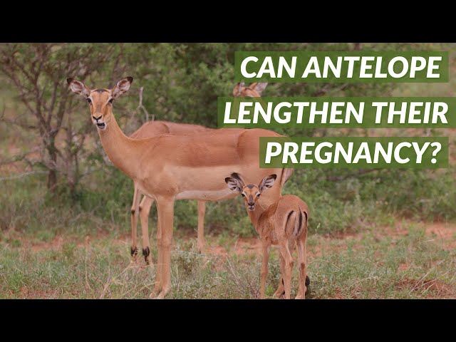Can Antelope Lengthen Their Pregnancy? | Did You Know Thursday #22