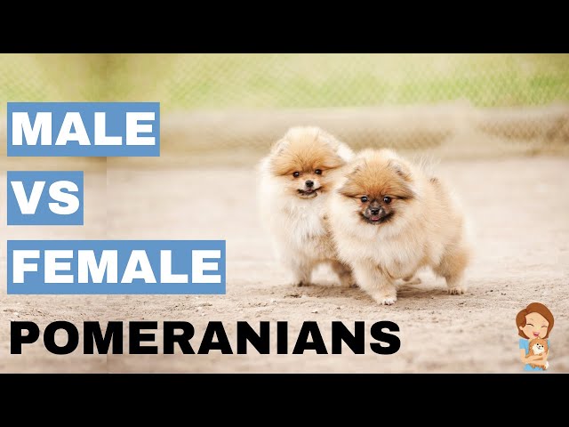 Male vs Female Pomeranians- 10 Differences Between Them