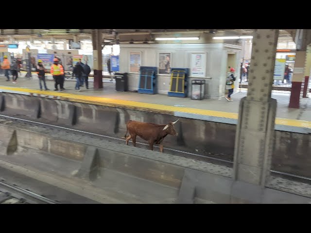Officials looking for loose bull in Newark, NJ