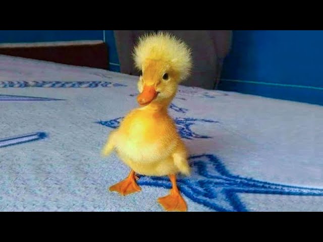 Cute Duckling 🔴 Funniest Baby Ducks Videos Compilation 2020