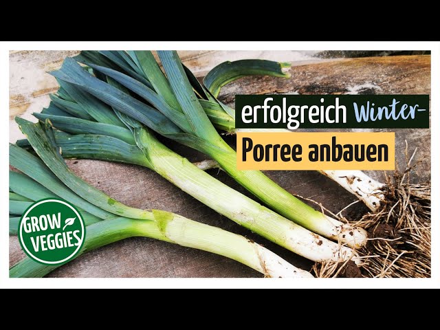 How to Grow leek / leeks The winter venues | Vegetable cultivation in the garden @gartengemüsekiosk