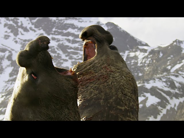 Battle Between Two Bull Elephant Seals | 4K UHD | Seven Worlds One Planet | BBC Earth