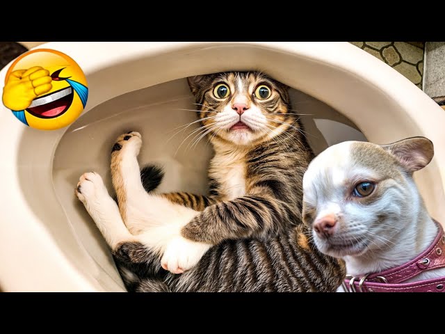 Funny ANIMALS videos😳 Funniest Cats and Dogs 2024 😹🐶#18