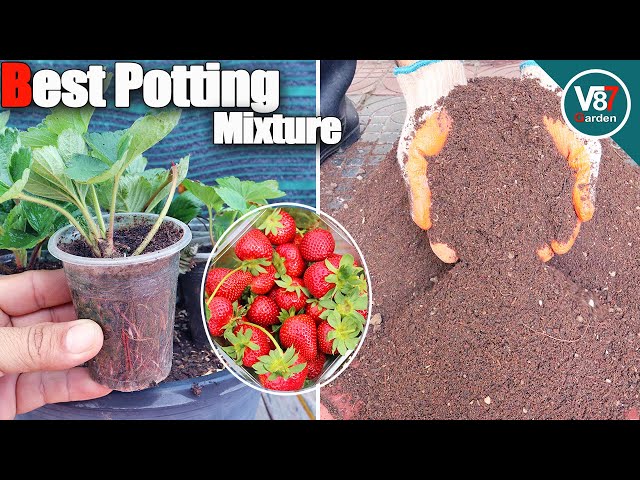 Expert Tips for Successful Strawberry Propagation | Best Soil Mixture