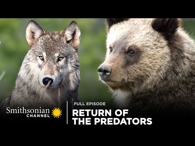 Return of the Predators 🐻🐺 Epic Yellowstone: Full Episode | Smithsonian Channel
