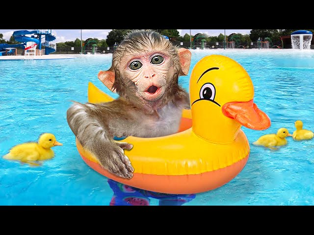 KiKi Monkey go swimming with ducklings at the swimming pool and play with puppies | KUDO ANIMAL KIKI