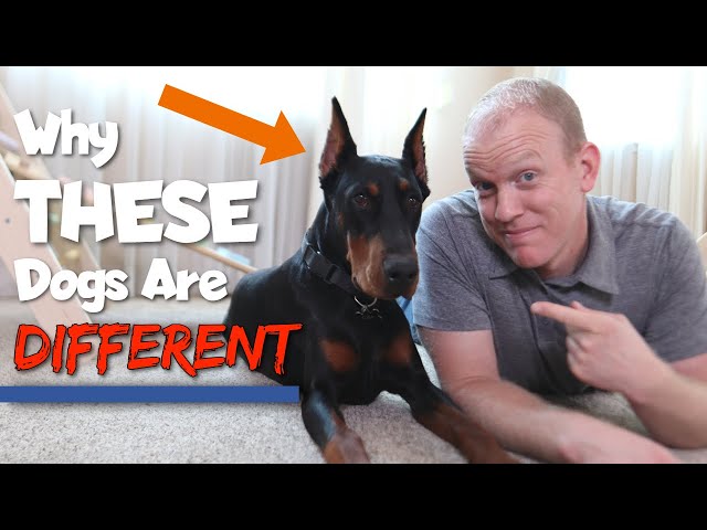 6 Ways Dobermans Are Different From Other Dogs