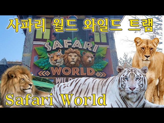 The Endagered White Tiger at the Safari World of Everland South Korea~Inday sa Korea