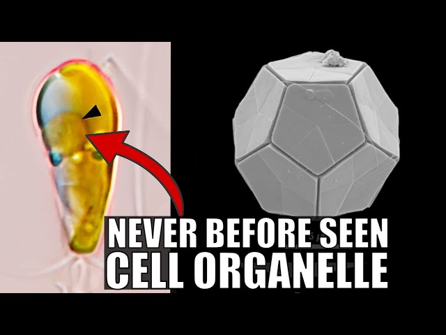 Incredible Discovery of an Entirely New Organelle That Fixes Nitrogen