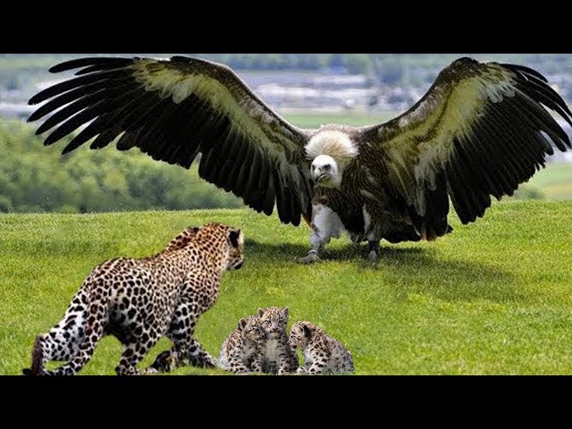 Eagle Vs Leopard Epic Battle! The Eagle's Revenge When The Leopard Invades Its Territory