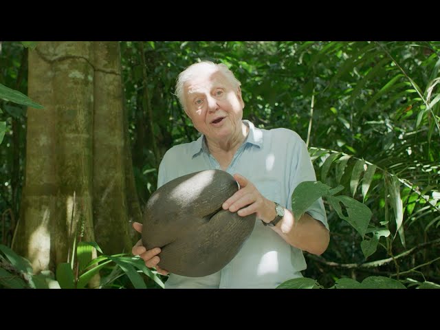 Sir David Attenborough Gives a Lesson on Seeds | The Green Planet | BBC Earth