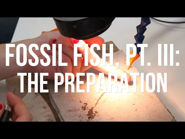 Fossil Fish, PT. III: The Preparation