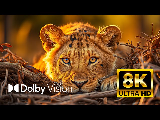 ULTIMATE WILDLIFE (Dolby Vision®) 8K ULTRA HD HDR