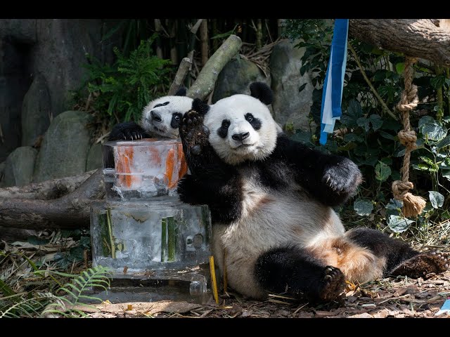 Singapore-born Panda, Le Le, celebrates its first birthday at River Wonders' Giant Panda Forest