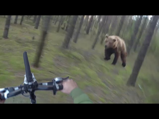 Bear Attack, Man is trying to run away from attacking Bear: GoPro