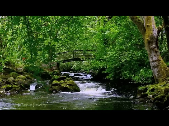 Relaxing Nature Sounds for Sleeping - Natural Calm Forest Waterfall Music Meditation Sound for Study