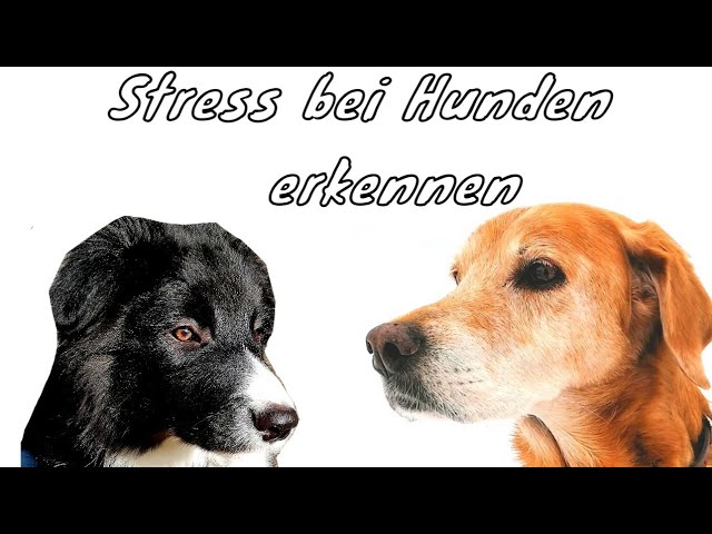 Stress bei Hunden erkennen