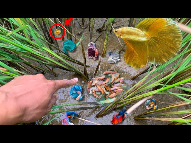 Wow So Beautiful fish a lot, Find and Catch Delta, Double Tail, Half Sun Spadetail Betta Fish