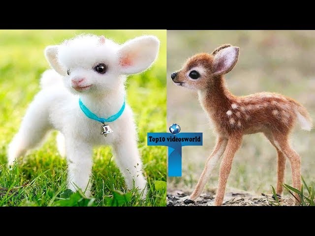 Top 10 Most Adorable Funny & Cute Baby Animal Videos