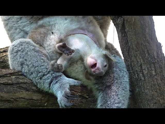 💖 koala Baby 💖 after 6 months out of the pouch!!!!!