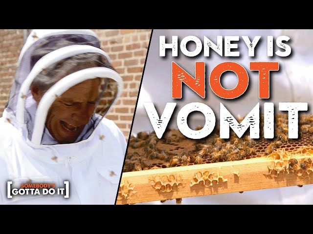 Mike Rowe Goes FIST DEEP into a GIANT BEE HIVE | Somebody's Gotta Do It