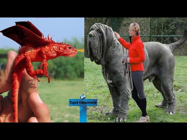 Top 10 Expensive animals That Will Make You A MILLIONAIRE
