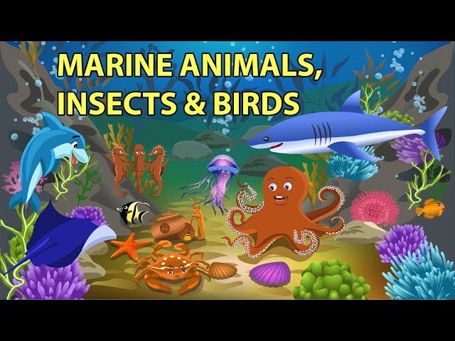 Sea Animals, Insects and Birds Names and Sounds