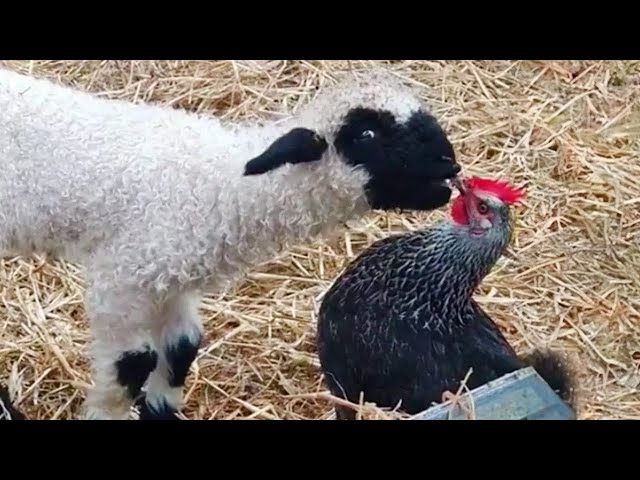 THIS will make you LAUGH ALL DAY | Best Funniest Animal Videos Of The week