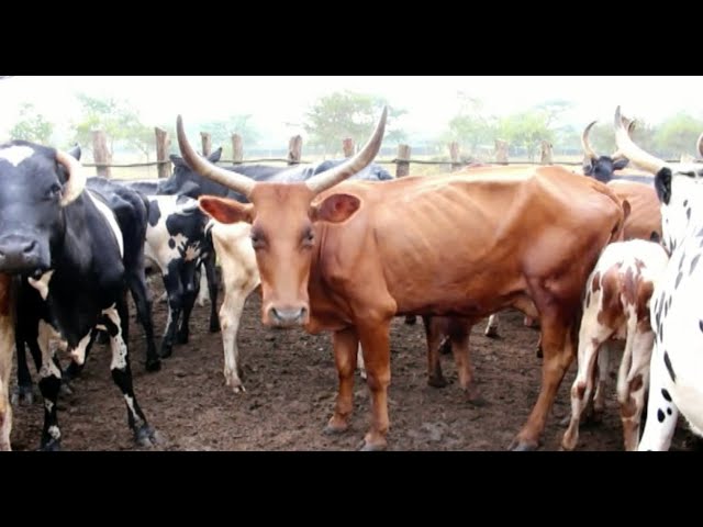 Farmers remind government about unfulfilled promises regarding FMD