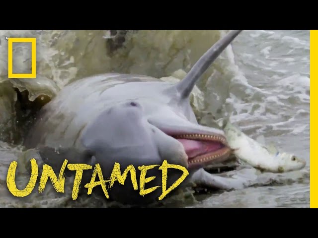 Dolphins Will Feast and Fish Will Fly: Ep. 2 | Untamed with Filipe DeAndrade