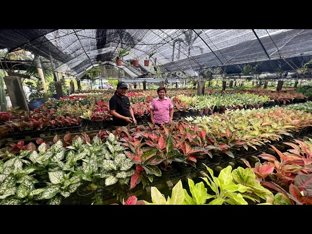 Parang Thailand sa Ganda ang Nursery ng RG Garden, isa sa Pioneer ng Ornamental Plants sa Pinas!