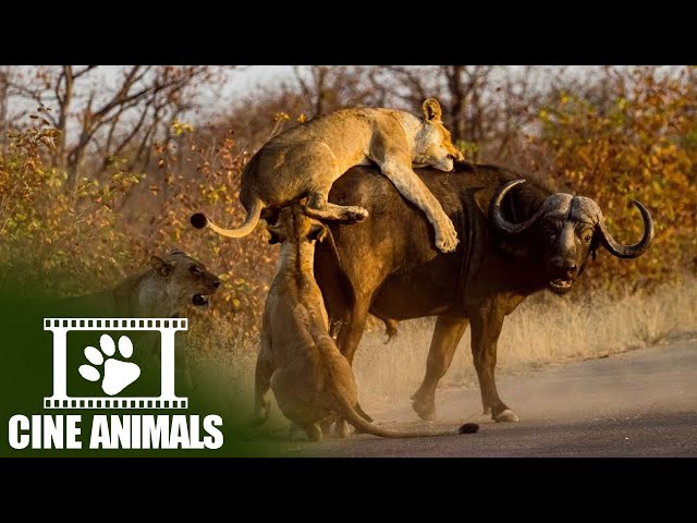 Lion Pride Attacks | African Wildlife - Cine Animals