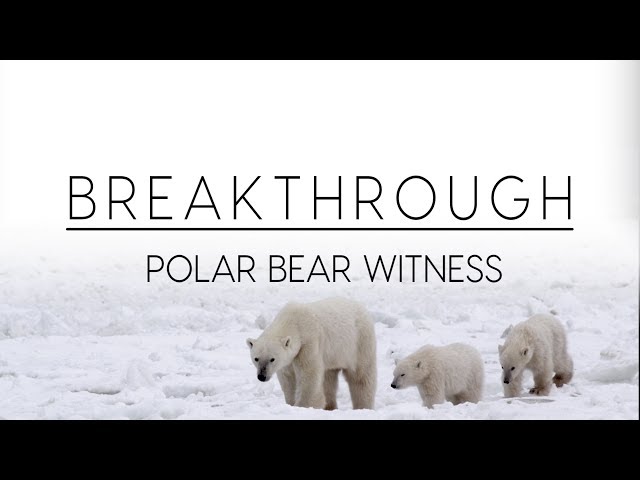 Breakthrough: Polar Bear Witness