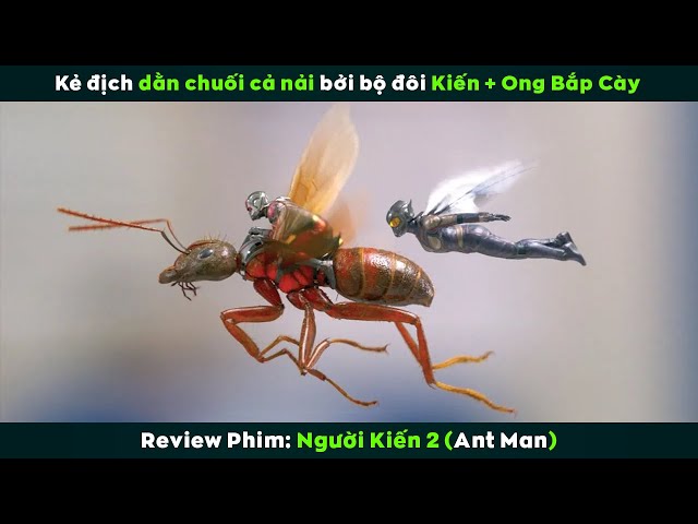 [Review Phim] Kẻ Địch Dằn Chuối Cả Nải Bởi Bộ Đôi Kiến Và Ong Bắp Cày | Ant Man
