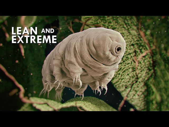 Tardigrades: The Most Resilient Animals in the Universe
