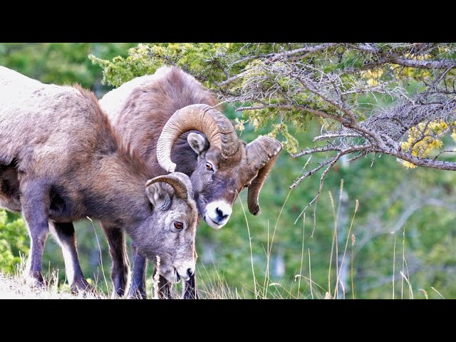 Young Bighorn Rams Being Bosses During the Sheep Rut