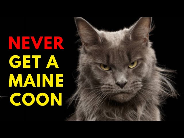 13 Reasons To Never Ever Adopt A Maine Coon Cat