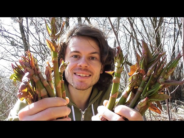 Foraging Edible Herbs, Flowers And Sprouts - Beginning Of April 2020 (German with English Subtitles)