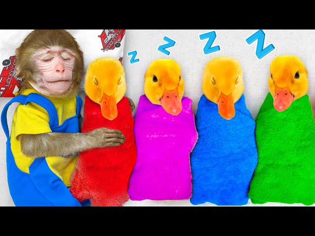 KiKi Monkey takes care of five Ducklings and play M&M Candy school bus | KUDO ANIMAL KIKI