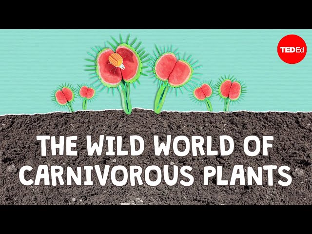 The wild world of carnivorous plants - Kenny Coogan