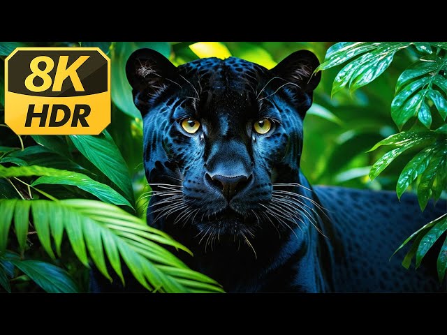 Amazon Animals 8k - Wonderful wildlife movie with soothing music (Colorfully Dynamic)