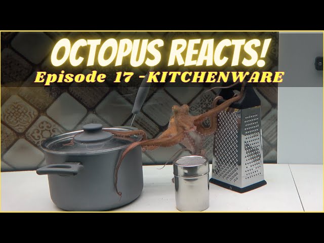 Octopus Reacts to Kitchenware - Episode 17