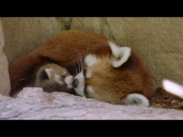 Birth of Endangered Red Panda Cub