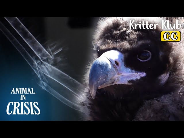 Eagle's Wing Bone Shattered Into Pieces l Animal in Crisis Ep 406