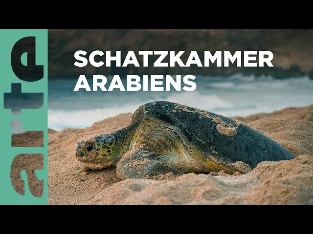 Leoparden und Meeresschildkröten | Wilder Oman | ARTE Family