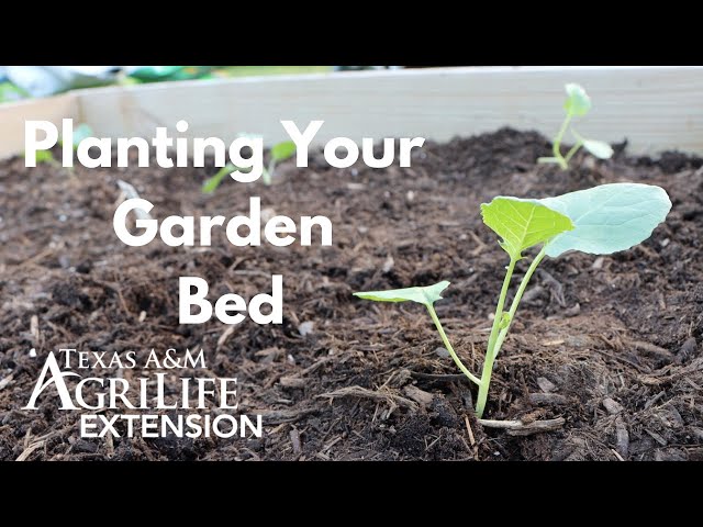 Planting Your Garden Bed